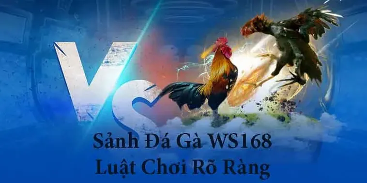 Cách Chơi Đá Gà WS168 Tại Miso88 Để Chinh Phục Thắng Lớn 2 Cách Chơi Đá Gà WS168 Tại Miso88 Để Chinh Phục Thắng Lớn